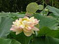 'Mrs. Perry D. Slocum'