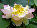 'Mrs. Perry D. Slocum' Whole flower