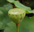 'Mrs. Perry D. Slocum' Seed head and water