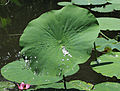 'Mrs. Perry D. Slocum' Water droplets on a leaf