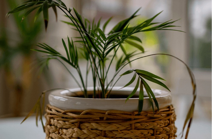 Areca palm