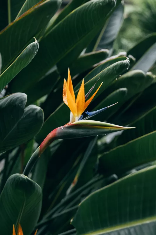 Best potted plants for office