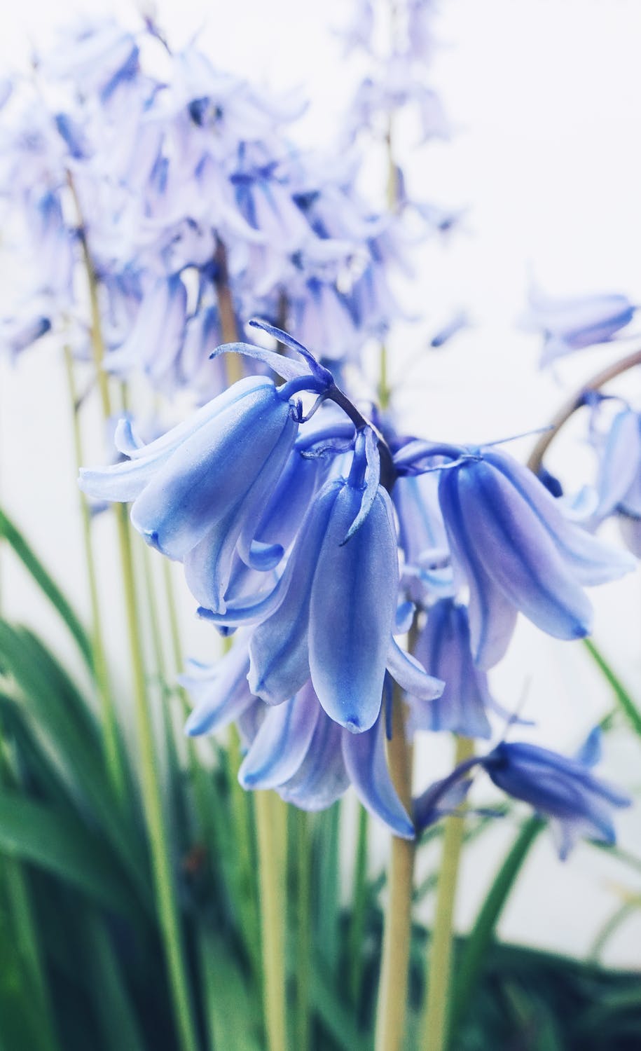 Bluebell flowers