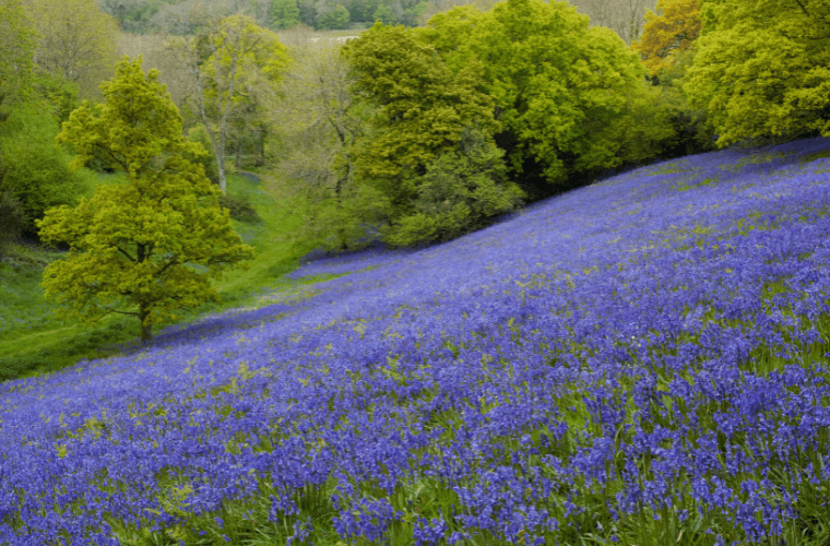 A meadow filled with bluebells