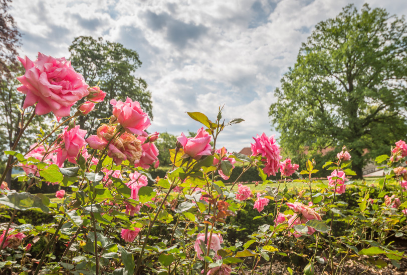 Did You Know You Can Use Plants as Natural Pest Control in Your Garden? Here’s how.