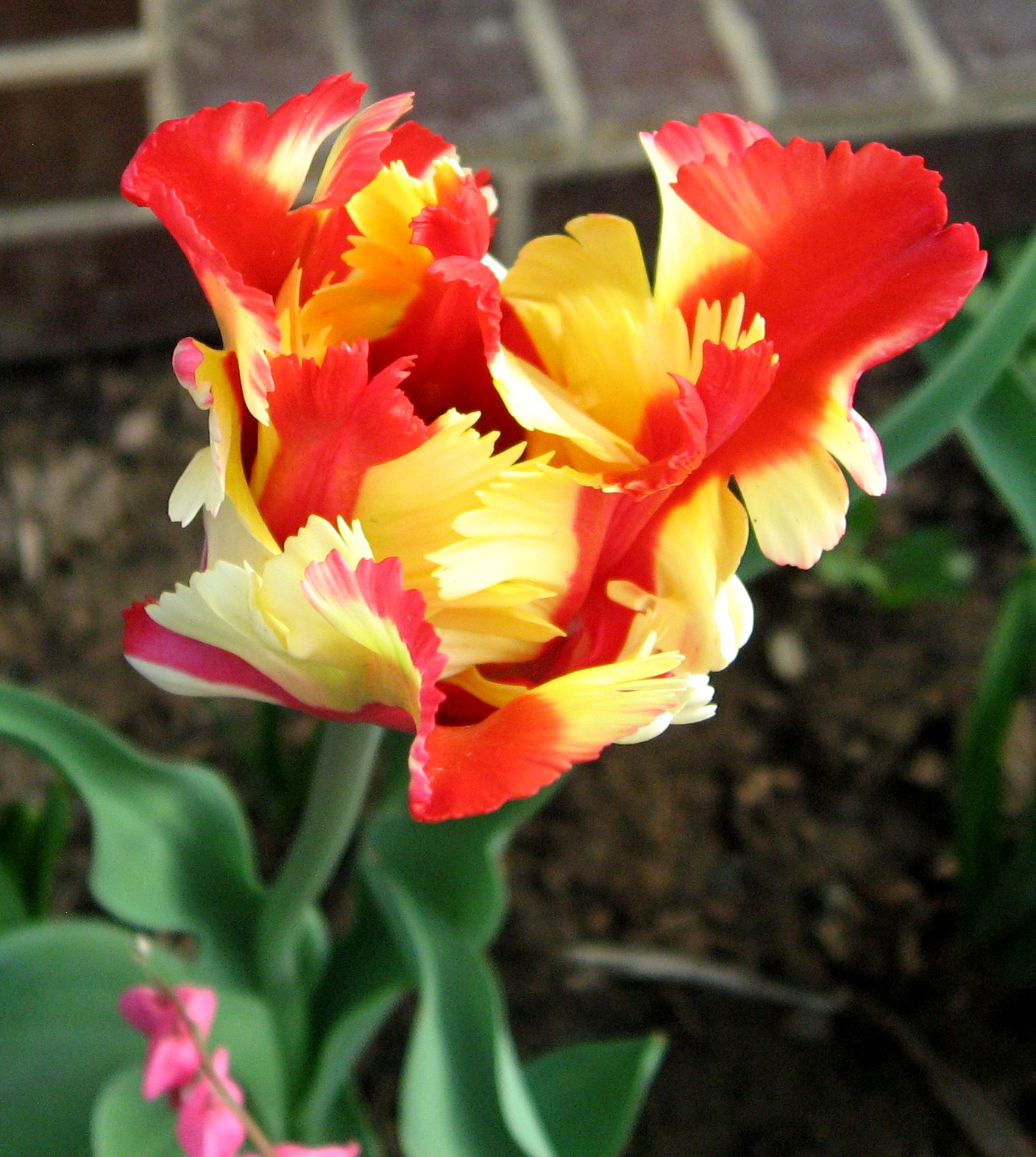 Kvetoucí tulipán. Jpg