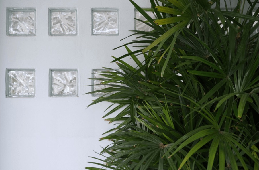Lady palm