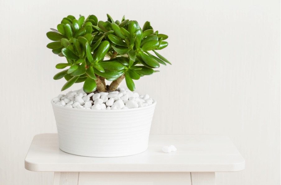 Money plant