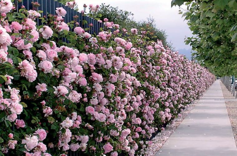 Queens platinum jubilee elizabeth rose constance spry