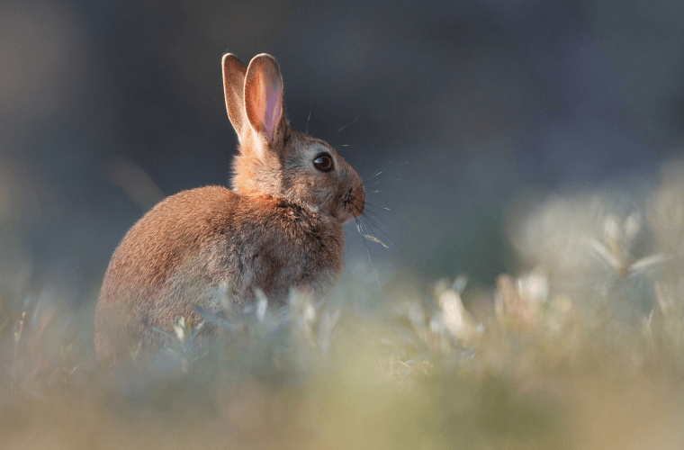 A wild rabbit