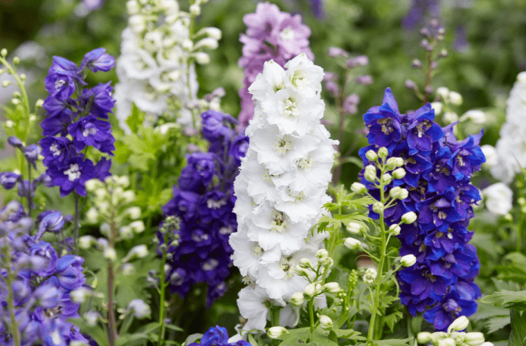 Royal family's favourite flowers