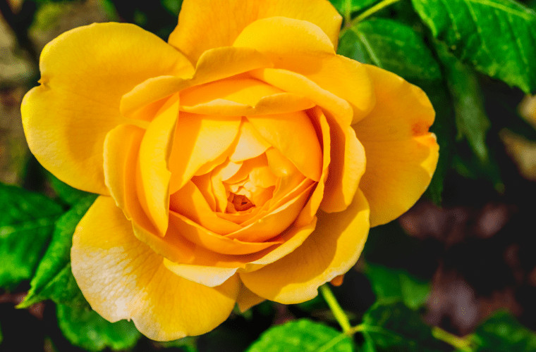 Celebration rose