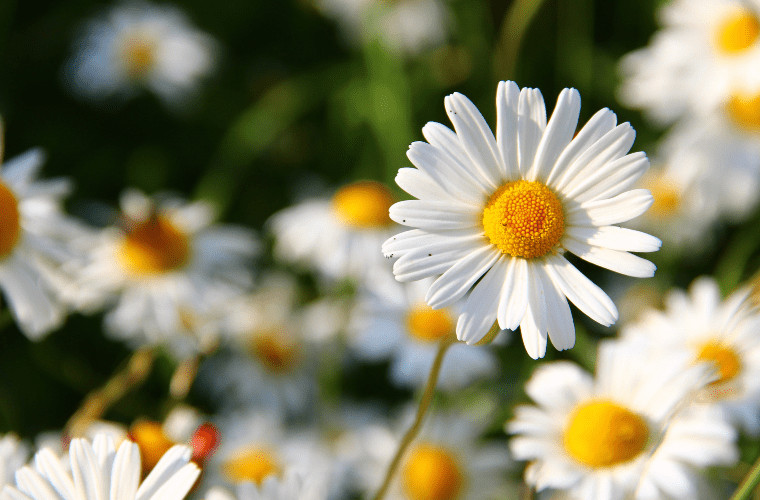 The royal family's favourite flowers