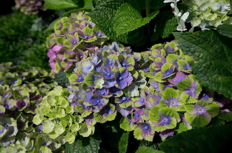 Wimbledon garden